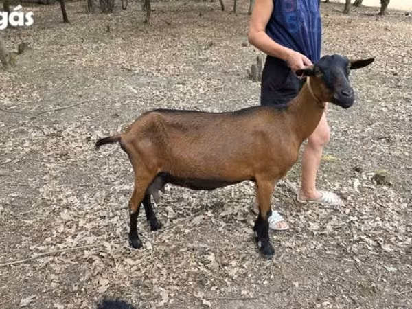 بز ماده, Alpine goat