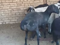 میش, گوسفند — عکس 2