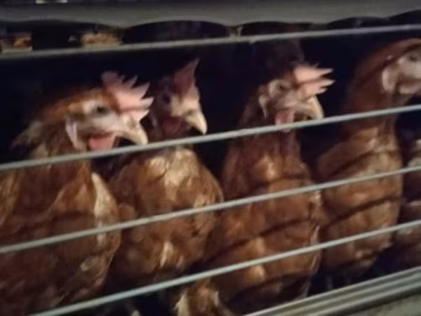 Chickens