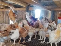 Chickens — Foto 1