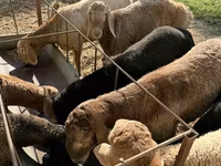 Berbec, Arashan sheep — foto 6