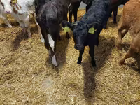 የከብት እንስሳት (ቡድን፣ ጾታ አልተጠቀሰም), Cattle — ፎቶ 6