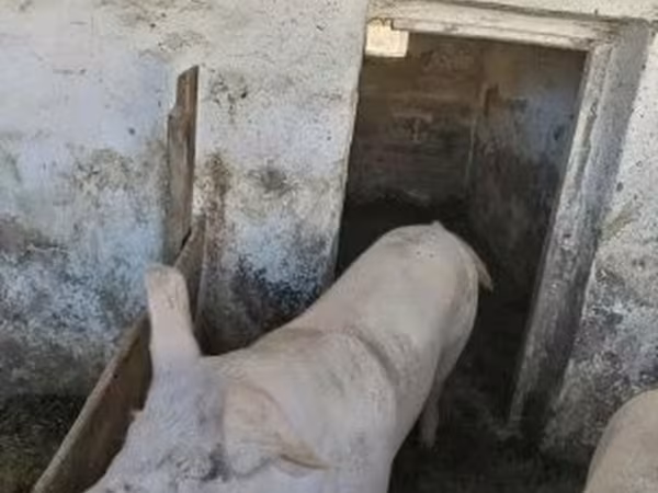 Prasnice, Мангалица
