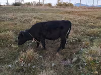 گاو ماده, Simmental cattle — عکس 4