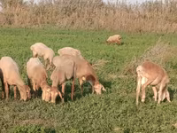 Berbec, Romanov sheep — foto 5