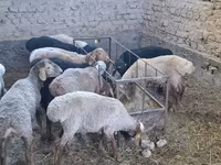 母羊, Sheep — 照片 1