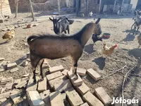 بز ماده, بز — عکس 7