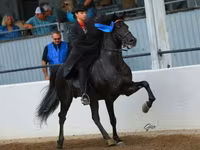 Hingst, Rocky Mountain Horse — foto 4