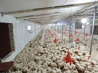 Chickens — fotografija 6