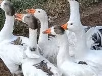 Geese — Foto 1