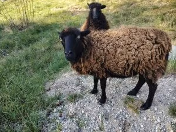 암양, Ouessant sheep
