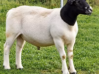 Beran, Beltex sheep — foto 1
