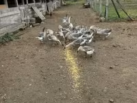 Geese — акс 5