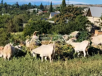 Էգ այծ, Այծեր — լուսանկար 3