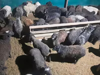 Kambing jantan, Sheep — foto 6