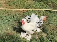 Chickens — foto 3