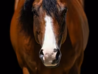 Kůň, Quarter Horse — foto 3