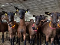 雄ヤギ, Saanen goat — 写真 1
