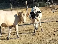 Bulle, Russian Black pied cattle — Foto 3