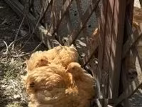 Pekin Bantam — zdjęcie 2