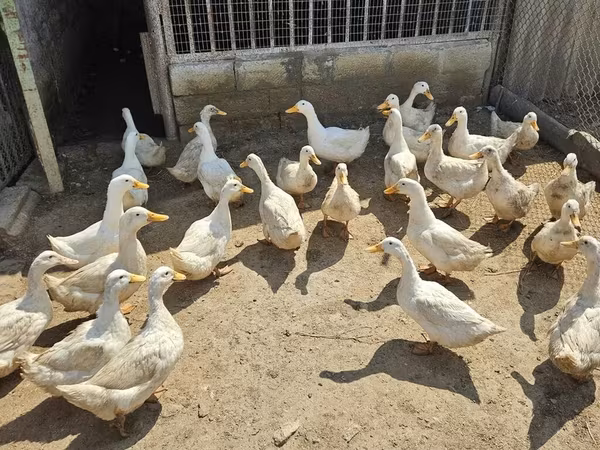 Ducks