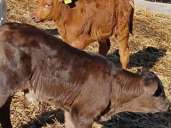 Cattle (batch, sex not specified), Cattle