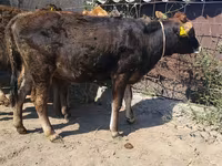 Býk, Swiss cattle — foto 8