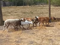 Модагӯсфанд, Cameroon sheep — акс 6