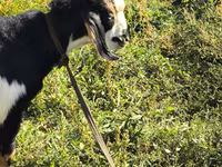 Kambing jantan, Alpine goat — foto 4