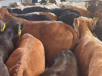 Cattle (batch, sex not specified), Simmental cattle — photo 3