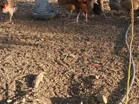 Chickens — zdjęcie 3