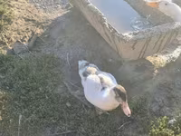 Ducks — foto 7