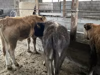 காளை, மாடுகள் — புகைப்படம் 7