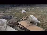بز ماده, Saanen goat — عکس 2