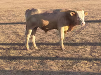 Lembu jantan, Simmental cattle — foto 4