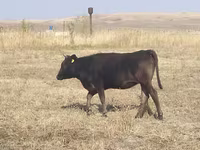 İnek, Sığır — foto 5