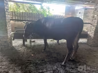 سانڈ, Red Estonian cattle — تصویر 1