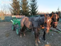 Kůň, Koně — foto 3