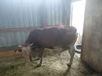 Lo’, Cattle — sawirka 5