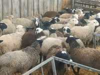 Vædder, Hissar sheep — foto 2
