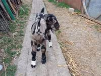 بز نر, Kamori goats — عکس 4
