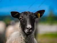 Ram, Katum sheep — photo 7