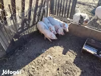 Babi betina, Pigs — foto 2