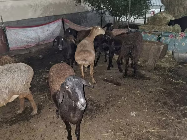 የጎትት አውራ በግ, Sheep