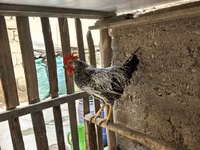 Chickens — عکس 2