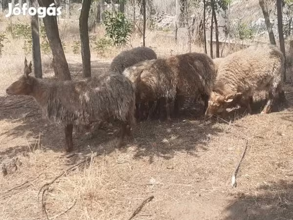 قوچ, Racka sheep