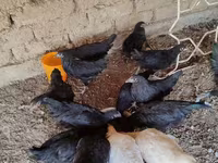 Australorp — photo 1