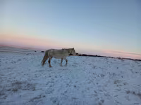 Kobyła, Yakutian horse — zdjęcie 2