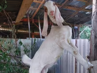 แพะตัวผู้, Kamori goats — รูปภาพ 1