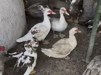Domestic Muscovy — foto 3